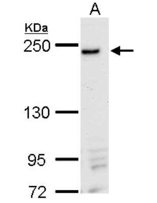 Western Blot: DNMBP Antibody [NBP2-16203]