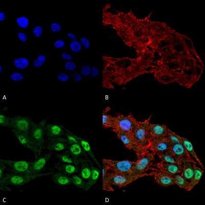 Immunocytochemistry/ Immunofluorescence: DNMT1 Antibody (11H8) [NBP2-59694]