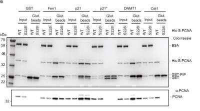 Immunoprecipitation: DNMT1 Antibody (60B1220.1) - BSA Free [NB100-56519]