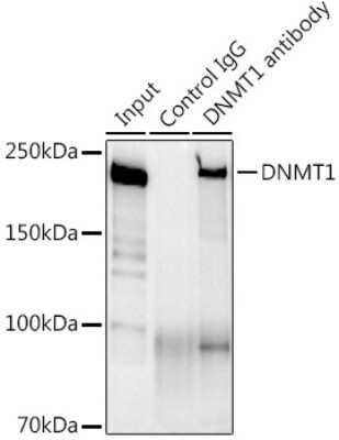 Immunoprecipitation: DNMT1 Antibody (1K5K8) [NBP3-15856]