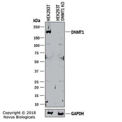 Knockout Validated: DNMT1 Antibody [NB100-264]