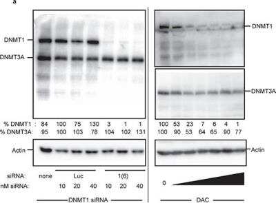 Knockdown Validated: DNMT1 Antibody [NB100-264]
