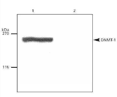 Western Blot: 0 [NB100-264]