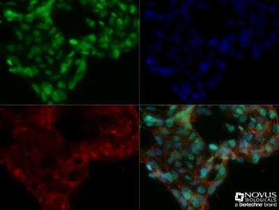 Immunocytochemistry/ Immunofluorescence: DNMT3A Antibody (64B1446) - BSA Free [NB120-13888]