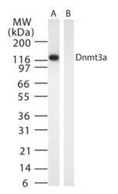 Western Blot: DNMT3A Antibody (64B1446)BSA Free [NB120-13888]