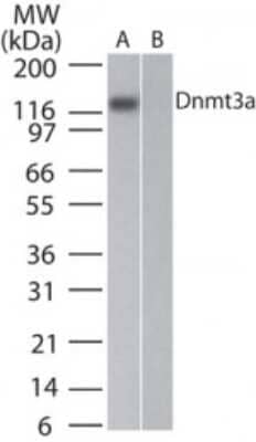 Western Blot: DNMT3A Antibody (64B814.1)Azide Free [NBP2-33216]