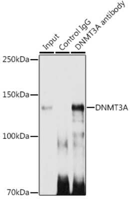 Immunoprecipitation: DNMT3A Antibody (7L9O3) [NBP3-15844]