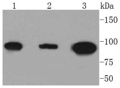 Western Blot: DNMT3B Antibody (SY09-07) [NBP2-67398]