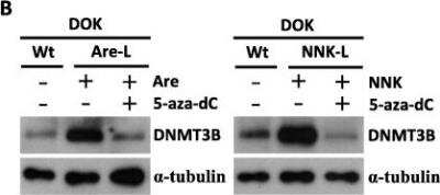 Western Blot: DNMT3B Antibody [NB300-516]