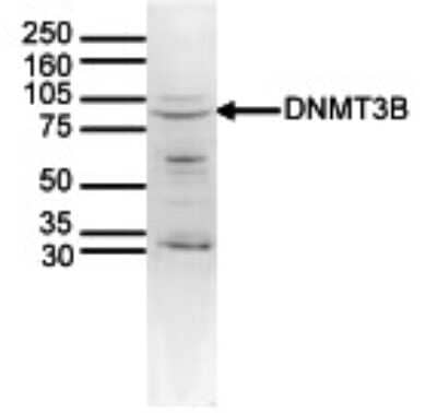 Western Blot: DNMT3B Antibody [NBP3-18646]