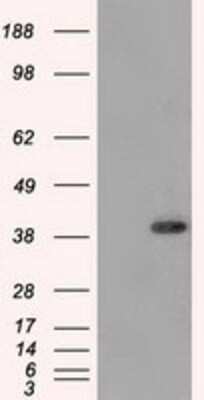 Flow Cytometry: DNTTIP1 Antibody (OTI1F4) - Azide and BSA Free [NBP2-72352]