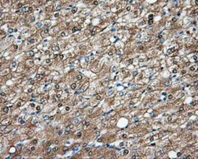 Immunohistochemistry: DNTTIP1 Antibody (OTI1F4) - Azide and BSA Free [NBP2-72352]