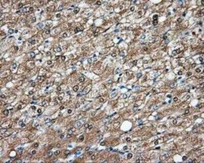 Immunohistochemistry-Paraffin: DNTTIP1 Antibody (OTI1F4) [NBP2-02507]