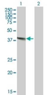 Western Blot: DNase II Antibody [H00001777-B01P]