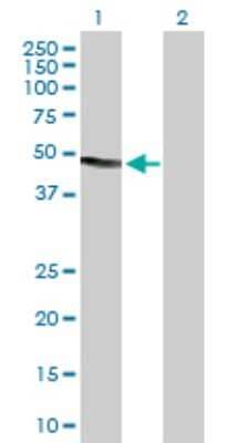 Western Blot: DNase II Antibody [H00001777-D01P]