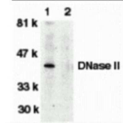 Western Blot: DNase II AntibodyBSA Free [NBP1-76971]