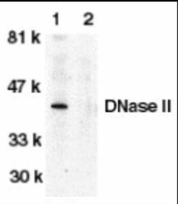 Western Blot: DNase II Antibody Blocking Peptide [NBP1-76971PEP]