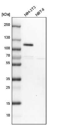 Western Blot: DOC1 Antibody [NBP1-84064]