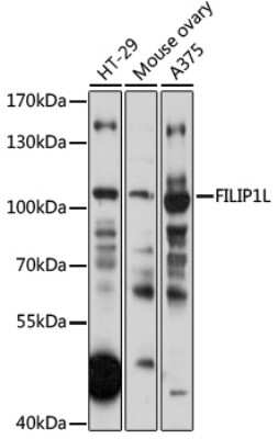 Western Blot: DOC1 AntibodyAzide and BSA Free [NBP2-92390]