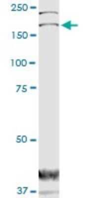 Western Blot: DOCK1 Antibody (3D10) [H00001793-M02]