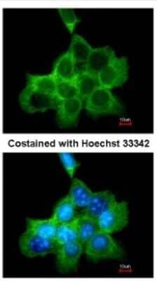 Immunocytochemistry/ Immunofluorescence: DOCK1 Antibody [NBP1-30945]