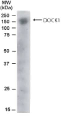 Western Blot: DOCK1 Antibody [NB100-828]