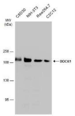 Western Blot: DOCK1 Antibody [NBP1-30945]