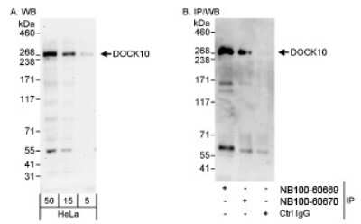 Western Blot: DOCK10 Antibody [NB100-60669]