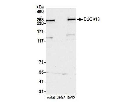 Western Blot: DOCK10 Antibody [NB100-60669]