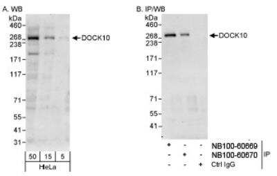 Western Blot: DOCK10 Antibody [NB100-60670]