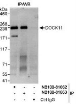 Immunoprecipitation: DOCK11 Antibody [NB100-81663]