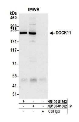 Immunoprecipitation: DOCK11 Antibody [NB100-81662]