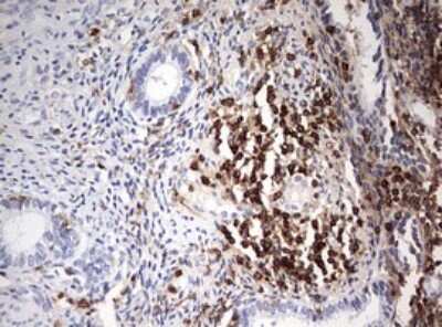Immunohistochemistry: DOCK2 Antibody (OTI7G2) [NBP2-46468]