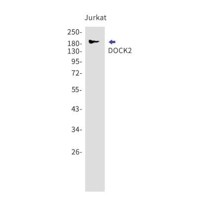 Western Blot: DOCK2 Antibody (S04-5H2) [NBP3-19529]