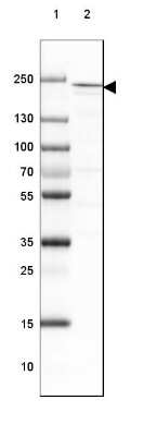 Western Blot: DOCK2 Antibody [NBP2-38303]