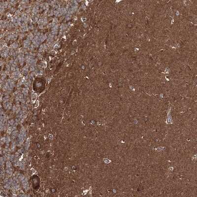 Immunohistochemistry-Paraffin: DOCK3 Antibody [NBP1-93647]