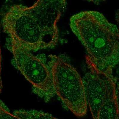 Immunocytochemistry/ Immunofluorescence: DOCK4 Antibody [NBP2-57555]