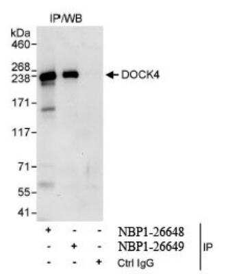 Immunoprecipitation: DOCK4 Antibody [NBP1-26649]