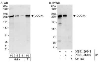 Western Blot: DOCK4 Antibody [NBP1-26648]