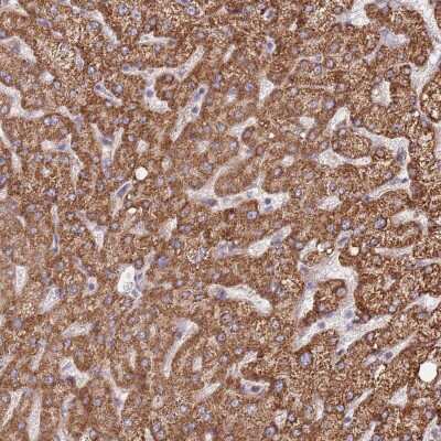 Immunohistochemistry-Paraffin: DOCK6 Antibody [NBP2-33565]