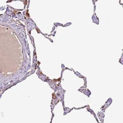 Immunohistochemistry-Paraffin: DOCK6 Antibody [NBP2-33566]