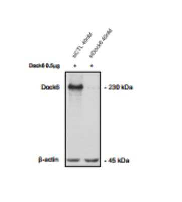 Western Blot: DOCK6 Antibody [NBP2-33566]