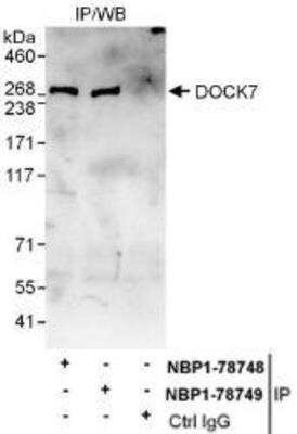 Immunoprecipitation: DOCK7 Antibody [NBP1-78749]