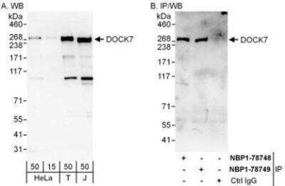 Western Blot: DOCK7 Antibody [NBP1-78748]
