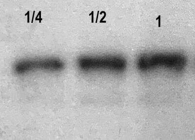 Western Blot: DOCK7 Antibody [NBP1-78748]