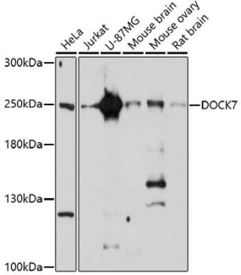 Western Blot: DOCK7 AntibodyAzide and BSA Free [NBP2-92354]