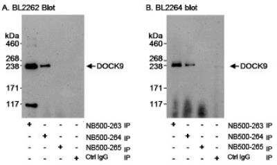 Immunoprecipitation: DOCK9 Antibody [NB500-264]