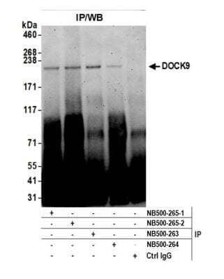 Immunoprecipitation: DOCK9 Antibody [NB500-265]