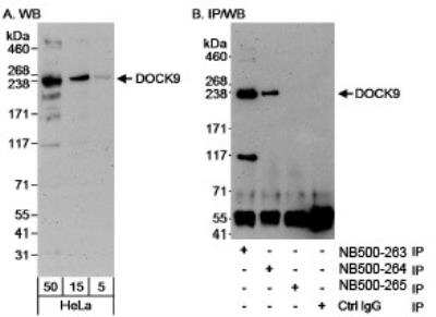 Western Blot: DOCK9 Antibody [NB500-263]