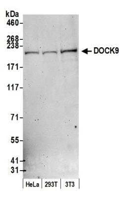 Western Blot: DOCK9 Antibody [NB500-265]